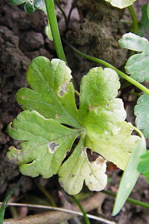 Ranunculus mosellanus \ Mosel-Gold-Hahnenfu� / Moselle Goldilocks, D M&uuml;lheim an der Mosel 12.4.2014