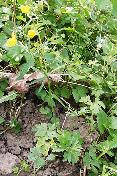 Ranunculus mosellanus \ Mosel-Gold-Hahnenfu� / Moselle Goldilocks, D M&uuml;lheim an der Mosel 12.4.2014