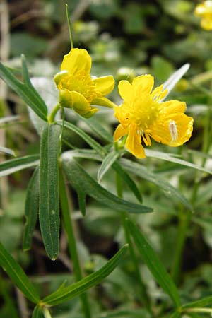 Ranunculus mosellanus \ Mosel-Gold-Hahnenfu� / Moselle Goldilocks, D M&uuml;lheim an der Mosel 12.4.2014