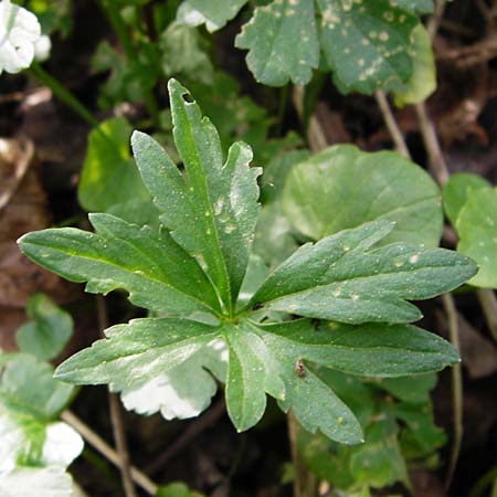 Ranunculus mosellanus \ Mosel-Gold-Hahnenfu� / Moselle Goldilocks, D M&uuml;lheim an der Mosel 12.4.2014