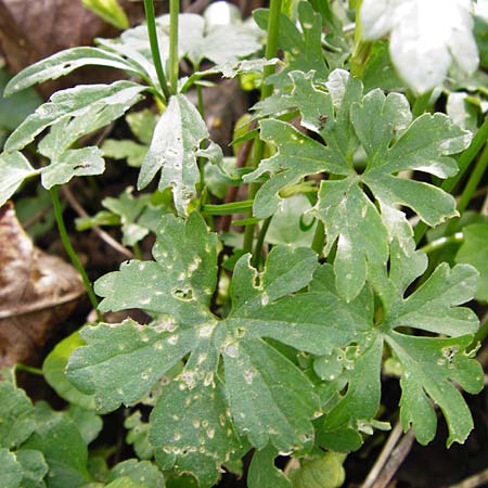 Ranunculus mosellanus \ Mosel-Gold-Hahnenfu� / Moselle Goldilocks, D M&uuml;lheim an der Mosel 12.4.2014
