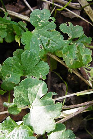 Ranunculus mosellanus \ Mosel-Gold-Hahnenfu� / Moselle Goldilocks, D M&uuml;lheim an der Mosel 12.4.2014