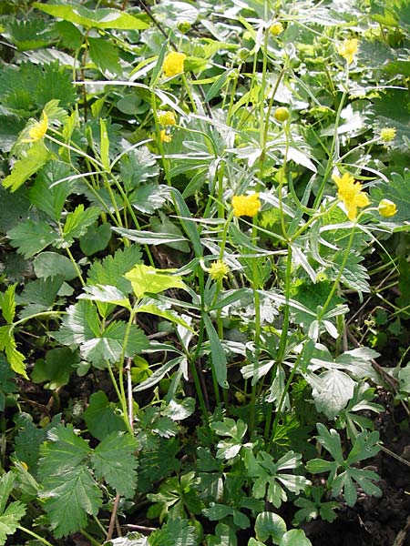 Ranunculus mosellanus \ Mosel-Gold-Hahnenfu� / Moselle Goldilocks, D M&uuml;lheim an der Mosel 12.4.2014