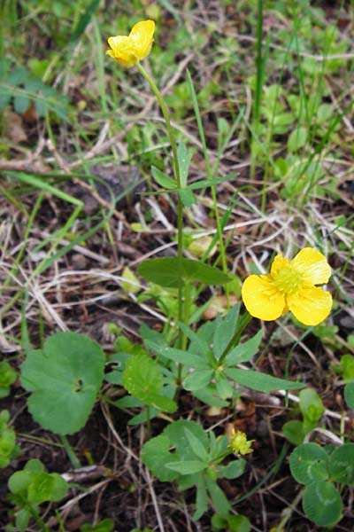 Ranunculus mergenthaleri \ Mergenthalers Gold-Hahnenfu� / Mergenthaler's Goldilocks, D Deuerling 2.5.2014