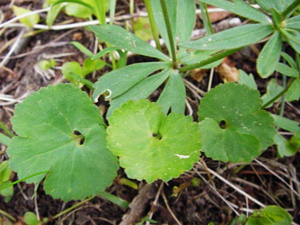 Ranunculus mergenthaleri \ Mergenthalers Gold-Hahnenfu� / Mergenthaler's Goldilocks, D Deuerling 2.5.2014