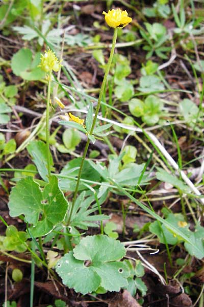 Ranunculus mergenthaleri \ Mergenthalers Gold-Hahnenfu� / Mergenthaler's Goldilocks, D Deuerling 2.5.2014