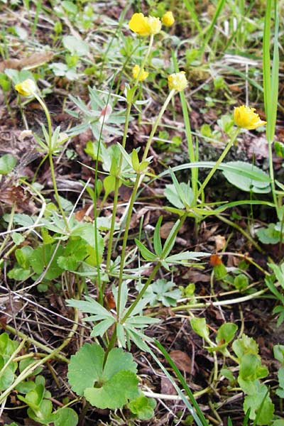 Ranunculus mergenthaleri \ Mergenthalers Gold-Hahnenfu� / Mergenthaler's Goldilocks, D Deuerling 2.5.2014