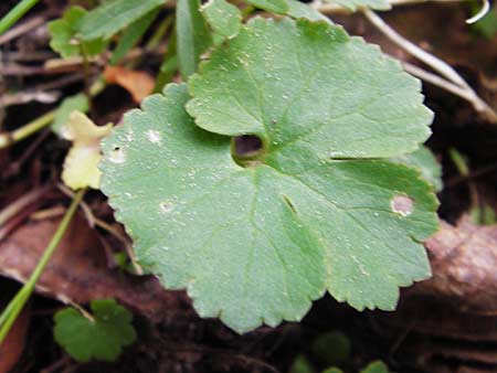 Ranunculus mergenthaleri \ Mergenthalers Gold-Hahnenfu� / Mergenthaler's Goldilocks, D Deuerling 2.5.2014