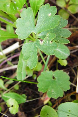 Ranunculus mergenthaleri \ Mergenthalers Gold-Hahnenfu� / Mergenthaler's Goldilocks, D Deuerling 2.5.2014