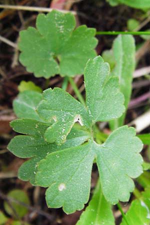 Ranunculus mergenthaleri \ Mergenthalers Gold-Hahnenfu� / Mergenthaler's Goldilocks, D Deuerling 2.5.2014