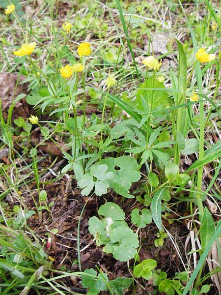 Ranunculus mergenthaleri \ Mergenthalers Gold-Hahnenfu� / Mergenthaler's Goldilocks, D Deuerling 2.5.2014