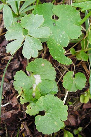 Ranunculus mergenthaleri \ Mergenthalers Gold-Hahnenfu� / Mergenthaler's Goldilocks, D Deuerling 2.5.2014