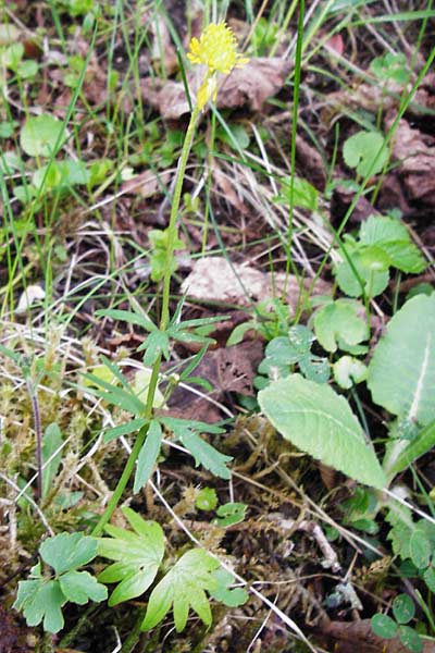 Ranunculus mergenthaleri \ Mergenthalers Gold-Hahnenfu� / Mergenthaler's Goldilocks, D Deuerling 2.5.2014