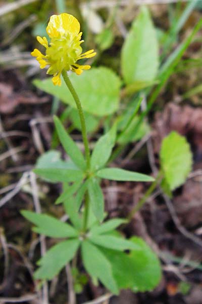 Ranunculus mergenthaleri \ Mergenthalers Gold-Hahnenfu� / Mergenthaler's Goldilocks, D Deuerling 2.5.2014