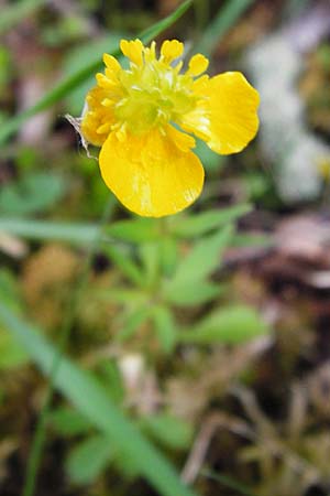 Ranunculus mergenthaleri \ Mergenthalers Gold-Hahnenfu� / Mergenthaler's Goldilocks, D Deuerling 2.5.2014