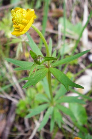 Ranunculus mergenthaleri \ Mergenthalers Gold-Hahnenfu� / Mergenthaler's Goldilocks, D Deuerling 2.5.2014