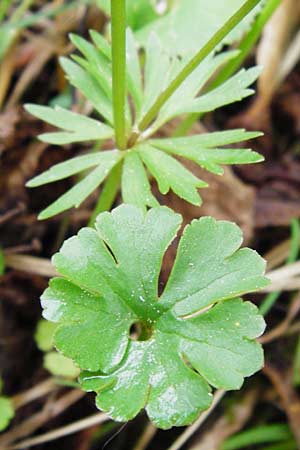 Ranunculus mergenthaleri \ Mergenthalers Gold-Hahnenfu� / Mergenthaler's Goldilocks, D Deuerling 2.5.2014