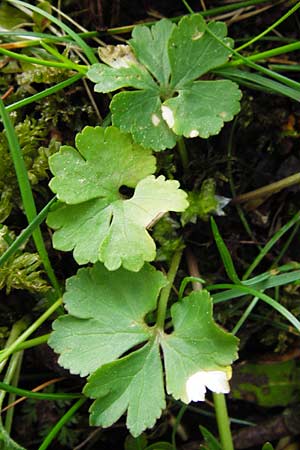 Ranunculus mergenthaleri \ Mergenthalers Gold-Hahnenfu� / Mergenthaler's Goldilocks, D Deuerling 2.5.2014