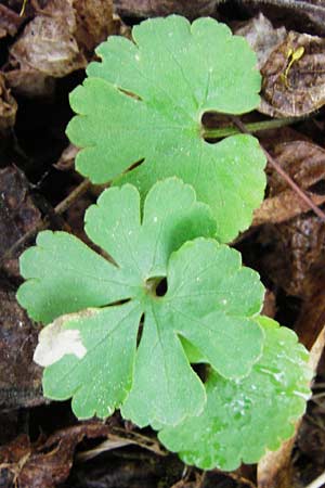 Ranunculus mergenthaleri \ Mergenthalers Gold-Hahnenfu� / Mergenthaler's Goldilocks, D Deuerling 2.5.2014