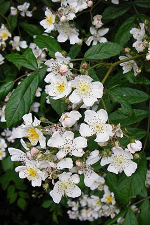 Rosa multiflora \ Vielbltige Rose / Many-Flowered Rose, D Mannheim 15.5.2014