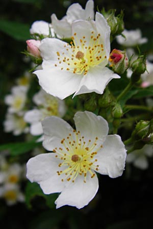 Rosa multiflora \ Vielbltige Rose / Many-Flowered Rose, D Mannheim 15.5.2014