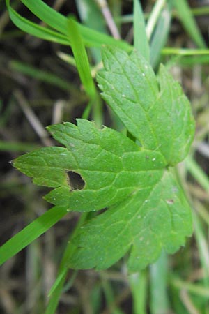 Ranunculus nemorosus \ Hain-Hahnenfu / Wood Buttercup, D Mannheim 16.7.2013