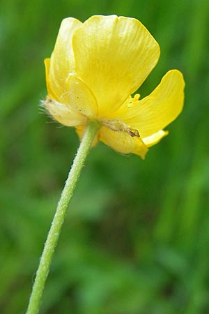 Ranunculus nemorosus \ Hain-Hahnenfu / Wood Buttercup, D Mannheim 16.7.2013