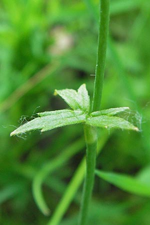 Ranunculus nemorosus \ Hain-Hahnenfu / Wood Buttercup, D Mannheim 16.7.2013