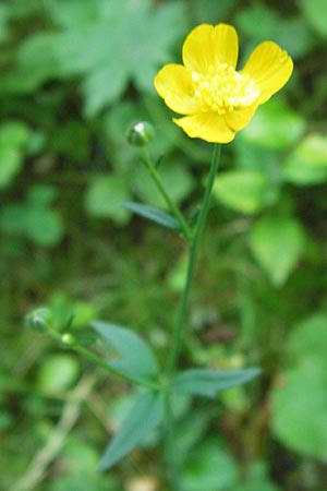 Ranunculus nemorosus \ Hain-Hahnenfu / Wood Buttercup, D Mannheim 16.7.2013