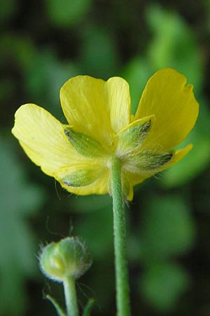 Ranunculus nemorosus \ Hain-Hahnenfu / Wood Buttercup, D Mannheim 16.7.2013