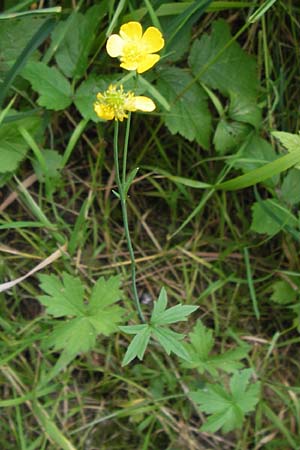 Ranunculus nemorosus \ Hain-Hahnenfu / Wood Buttercup, D Mannheim 17.7.2013