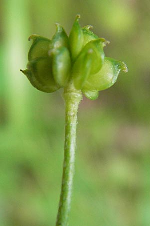 Ranunculus nemorosus \ Hain-Hahnenfu / Wood Buttercup, D Mannheim 17.7.2013