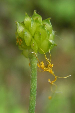 Ranunculus nemorosus \ Hain-Hahnenfu / Wood Buttercup, D Mannheim 17.7.2013