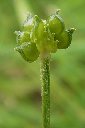 Ranunculus nemorosus \ Hain-Hahnenfu / Wood Buttercup, D Mannheim 17.7.2013