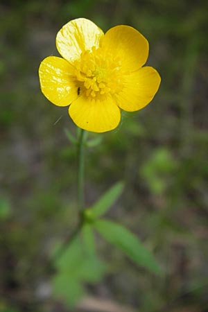 Ranunculus nemorosus \ Hain-Hahnenfu / Wood Buttercup, D Mannheim 17.7.2013