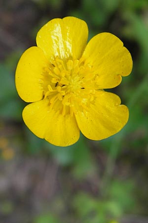 Ranunculus nemorosus \ Hain-Hahnenfu / Wood Buttercup, D Mannheim 17.7.2013