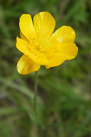 Ranunculus nemorosus \ Hain-Hahnenfu / Wood Buttercup, D Mannheim 17.7.2013