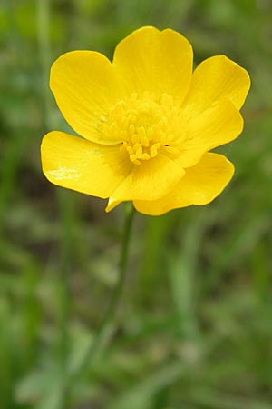 Ranunculus nemorosus \ Hain-Hahnenfu / Wood Buttercup, D Mannheim 17.7.2013