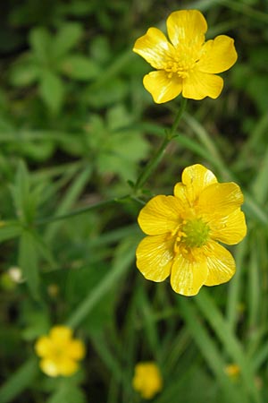Ranunculus nemorosus \ Hain-Hahnenfu / Wood Buttercup, D Mannheim 17.7.2013