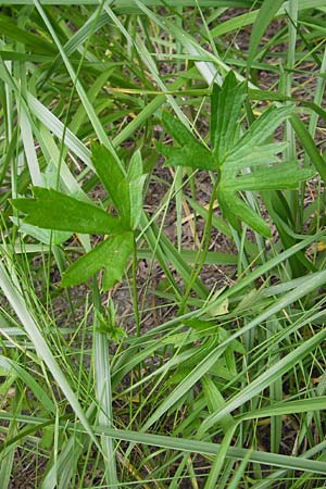 Ranunculus nemorosus \ Hain-Hahnenfu / Wood Buttercup, D Mannheim 17.7.2013