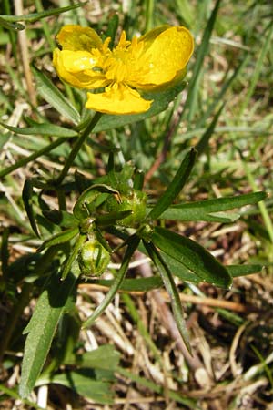 Ranunculus nicklesii \ Nickls' Gold-Hahnenfu / Nickls' Goldilocks, D Wassertrüdingen-Obermögersheim 29.3.2014