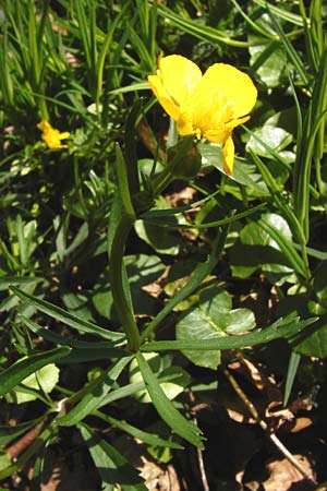 Ranunculus nicklesii \ Nickls' Gold-Hahnenfu / Nickls' Goldilocks, D Wassertrüdingen-Obermögersheim 29.3.2014