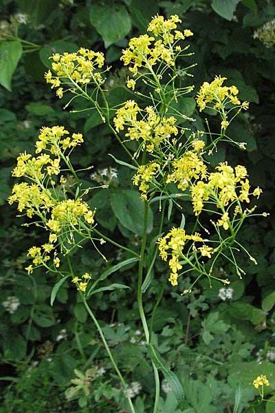 Rorippa austriaca \ sterreicher Sumpfkresse / Austrian Yellow-Cress, D Viernheim 24.5.2006