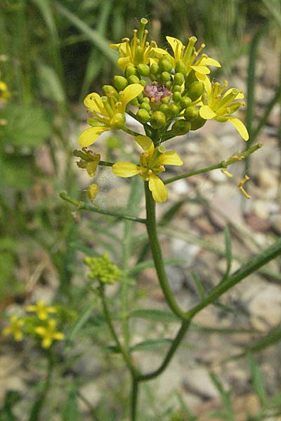 Rorippa sylvestris \ Wilde Sumpfkresse / Creeping Yellow-Cress, D Mannheim 15.6.2006