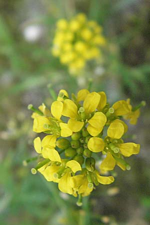 Rorippa sylvestris \ Wilde Sumpfkresse / Creeping Yellow-Cress, D Mannheim 15.6.2006