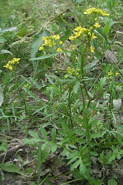 Rorippa sylvestris \ Wilde Sumpfkresse / Creeping Yellow-Cress, D Mannheim 15.6.2006