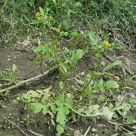 Rorippa palustris \ Gewhnliche Sumpfkresse / Marsh Yellow-Cress, D Weinheim an der Bergstraße 10.7.2006
