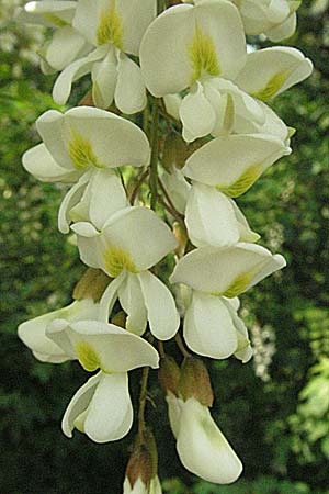 Robinia pseudoacacia \ Robinie / False Acacia, D Mannheim 29.4.2007