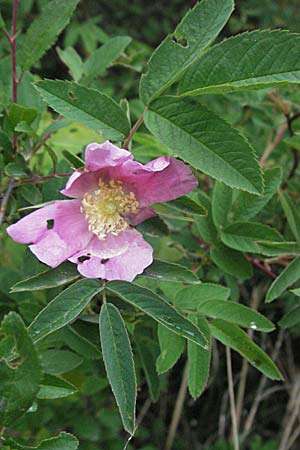 Rosa majalis \ Mai-Rose, Zimt-Rose / Cinnamon Rose, D Günzburg 5.5.2007