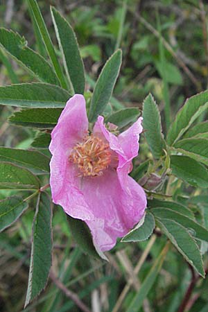 Rosa majalis \ Mai-Rose, Zimt-Rose / Cinnamon Rose, D Günzburg 5.5.2007
